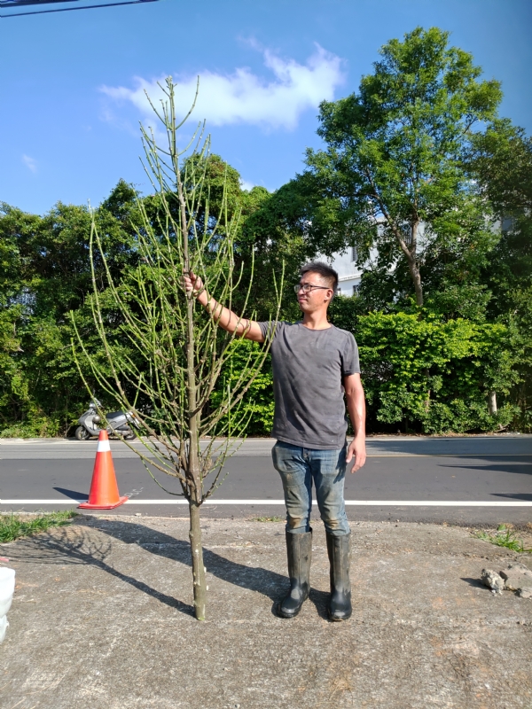 jeff的第二张照片--福安婚介网